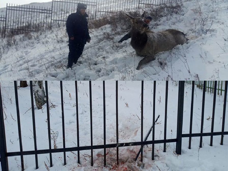 Ховордсон халиун буга зуслангийн айлын хашаан дээгүүр гарах гэж оролдоод үрэгджээ